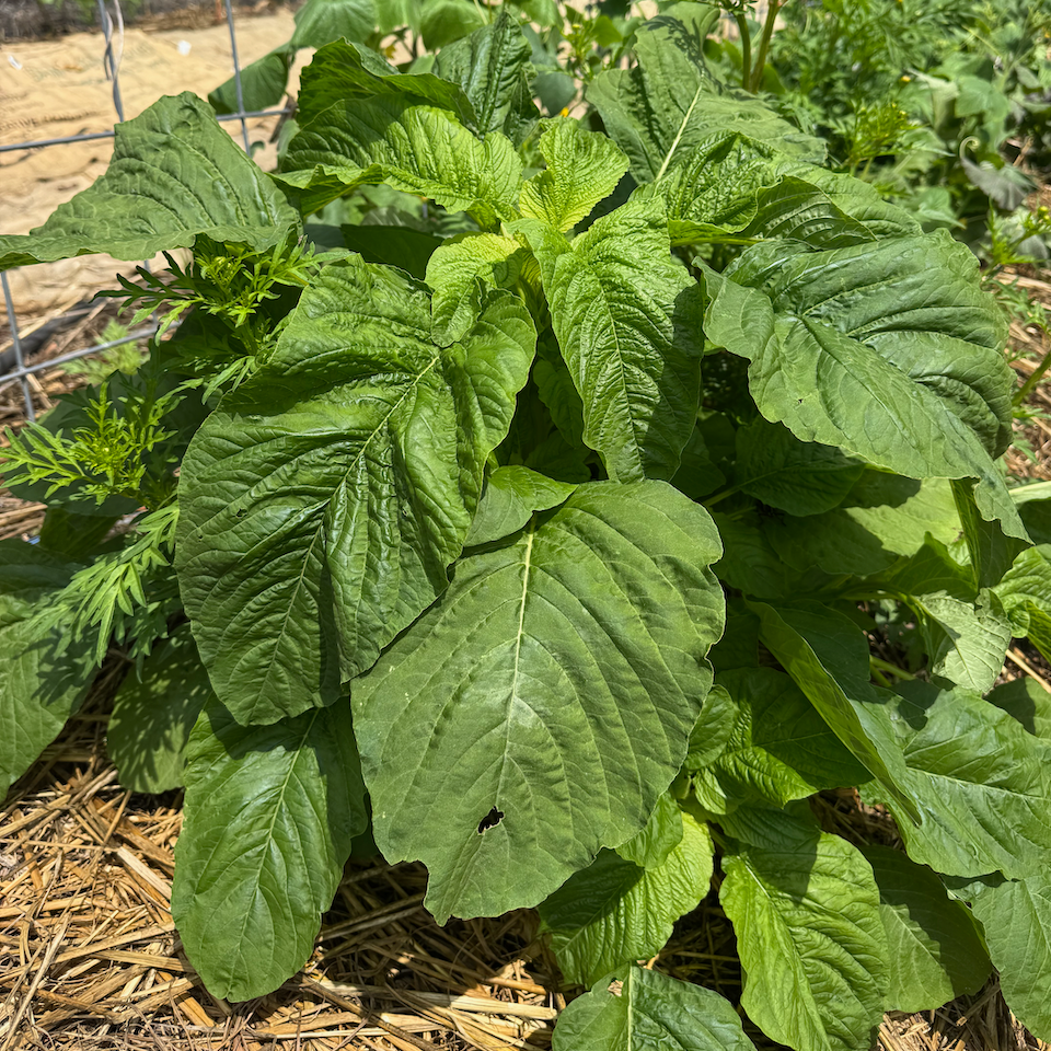 Callaloo