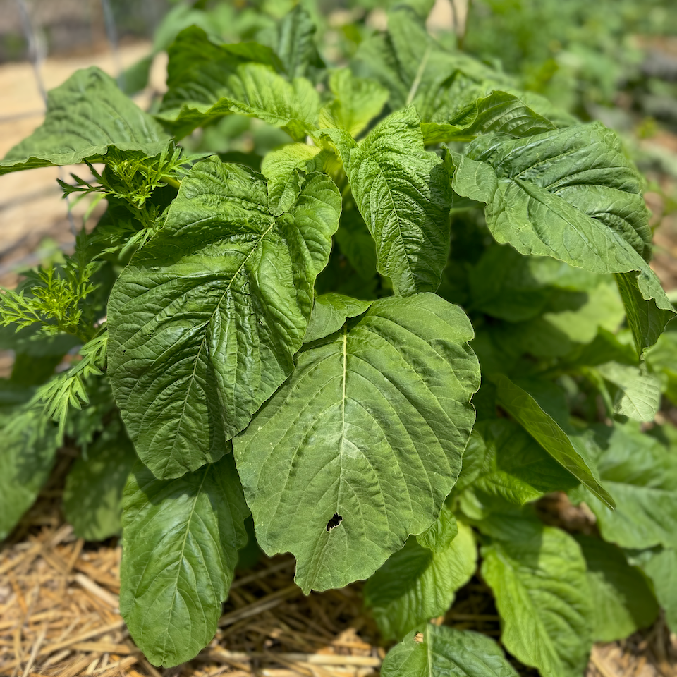 Callaloo