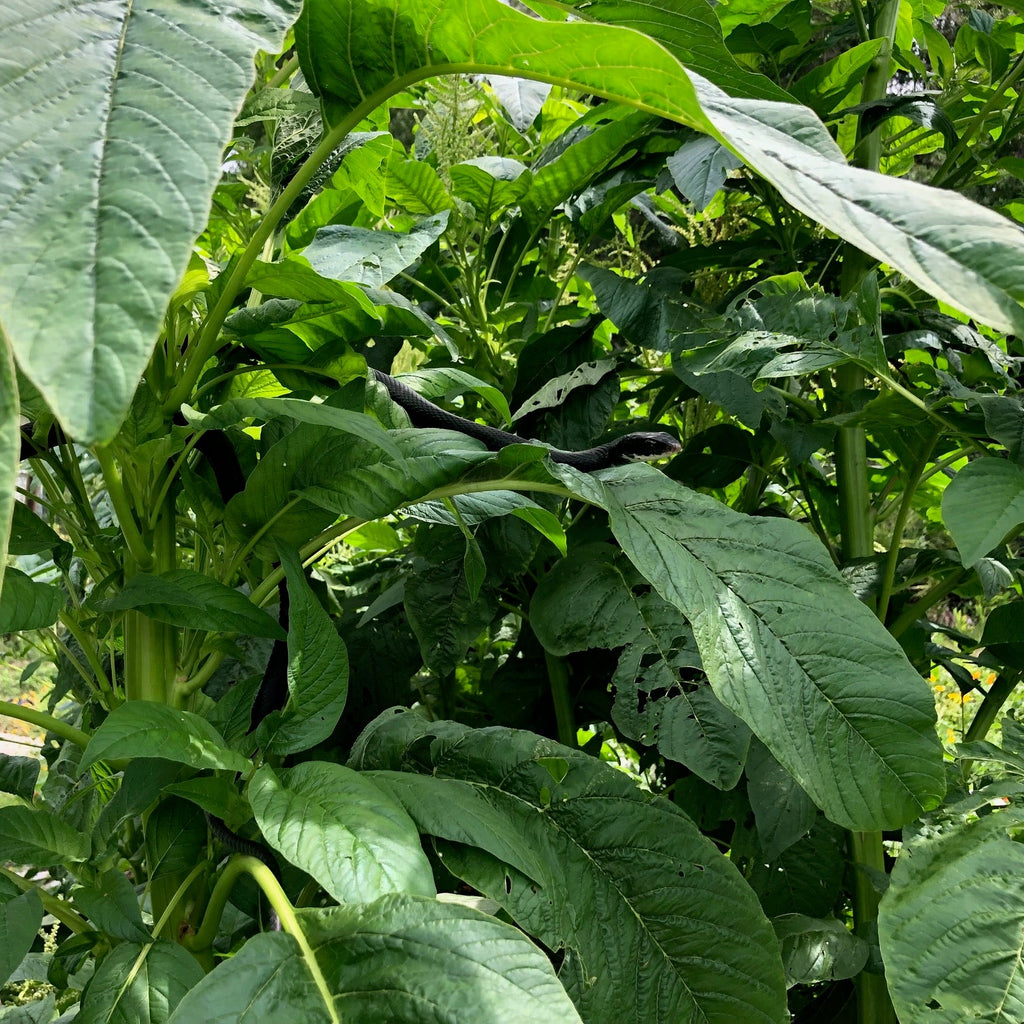 Callaloo