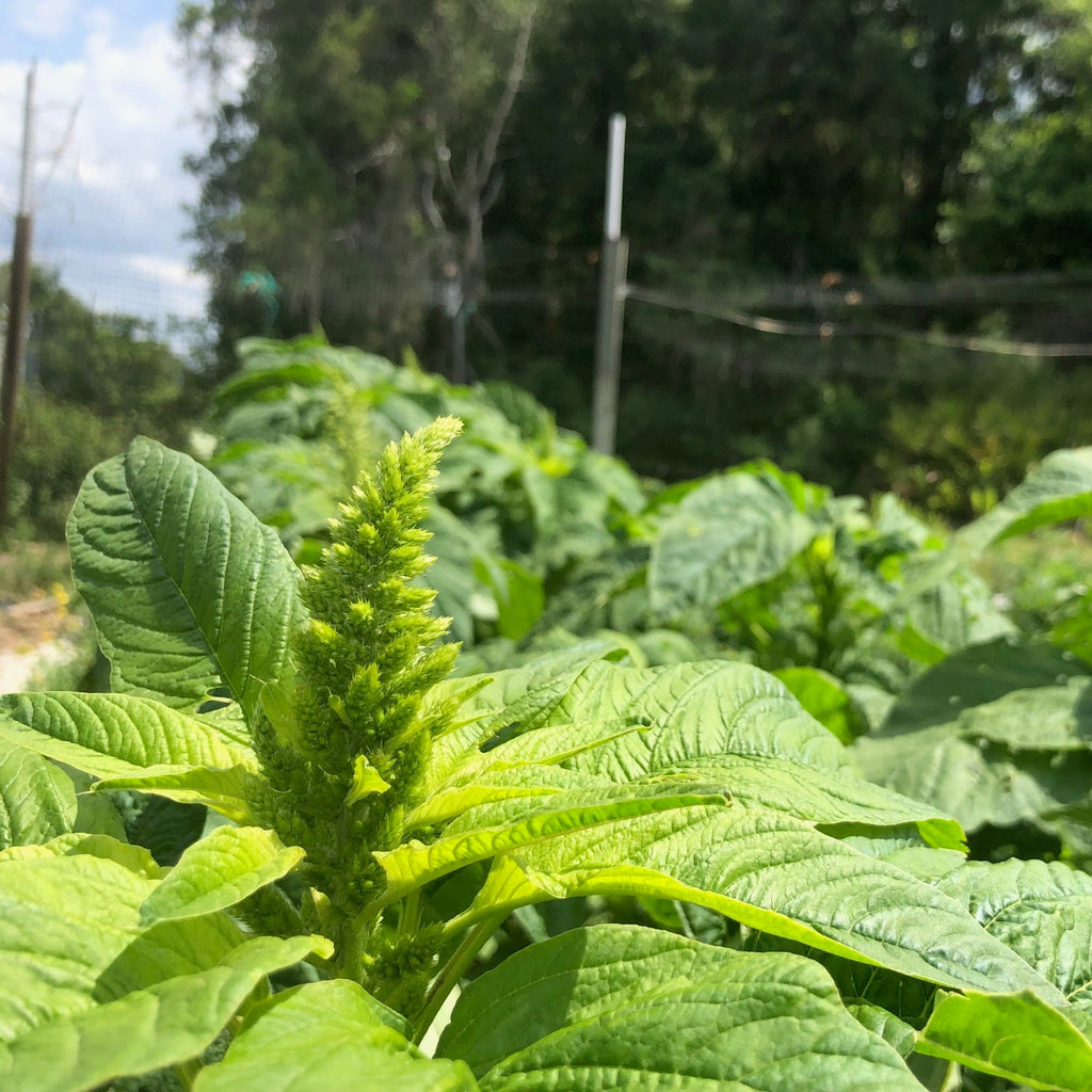 Callaloo