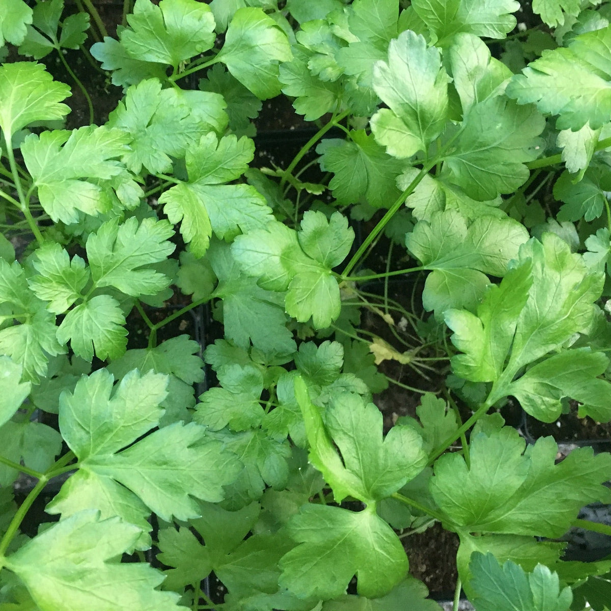 Cilantro/Coriander
