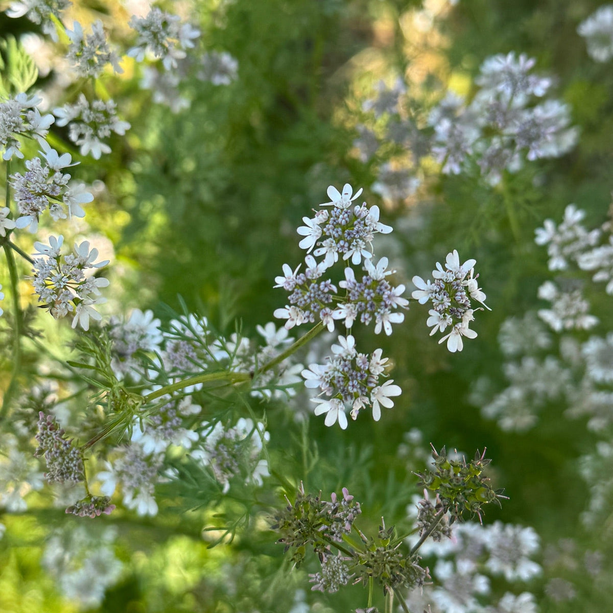Cilantro/Coriander