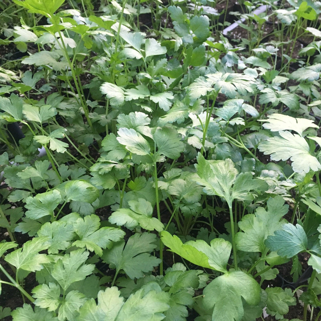 Cilantro/Coriander