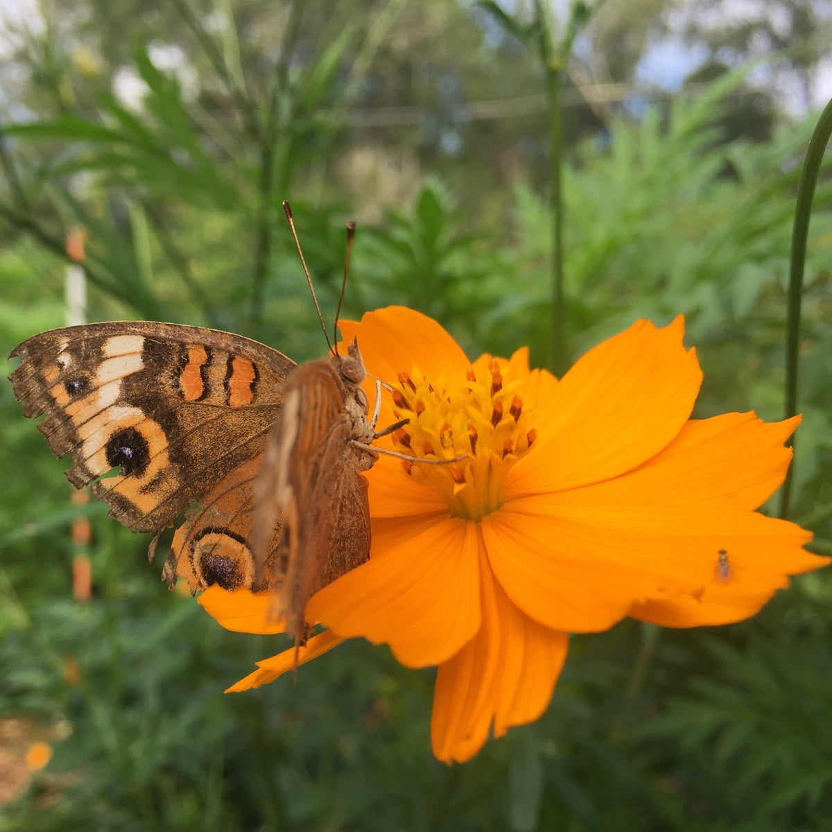 Cosmos