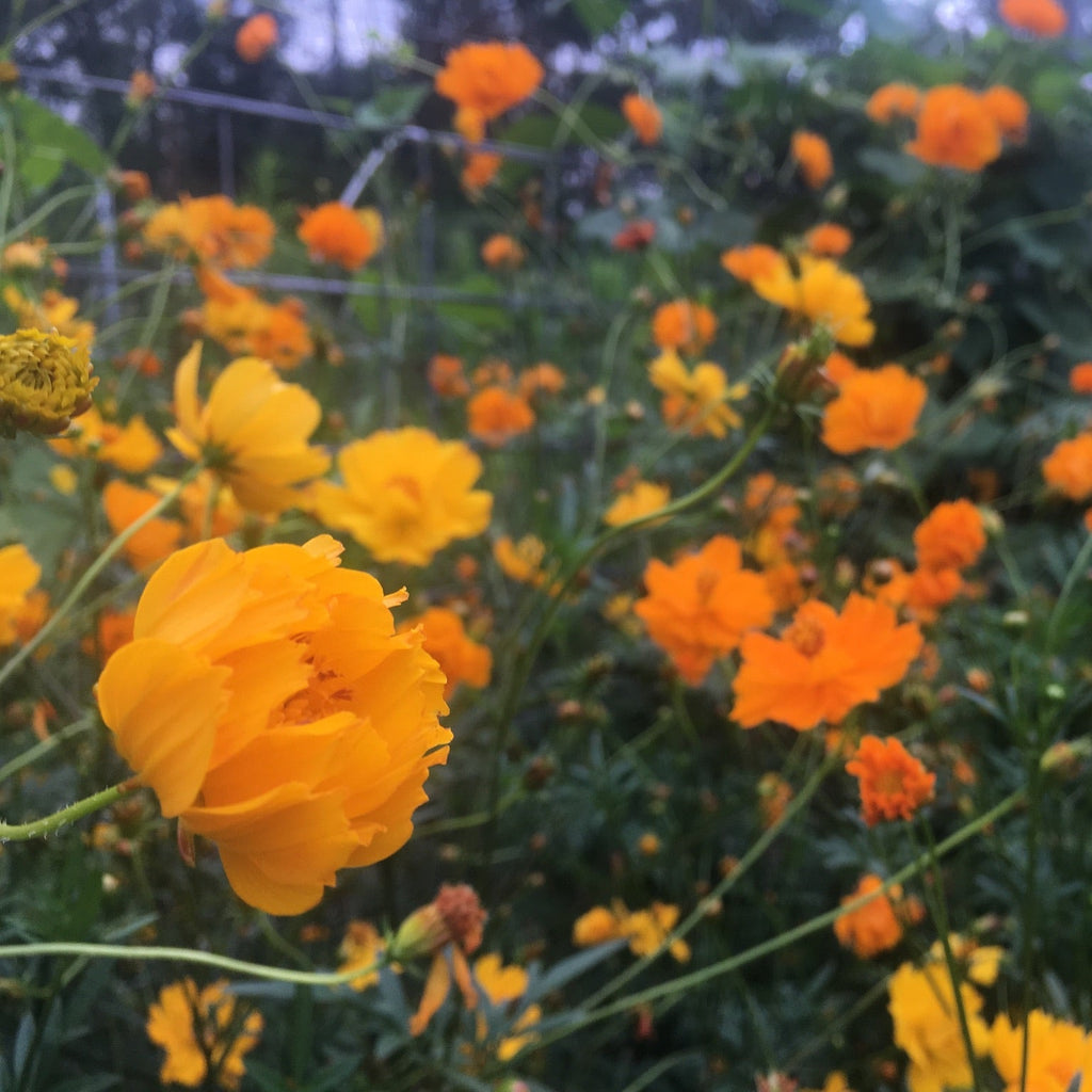 Cosmos
