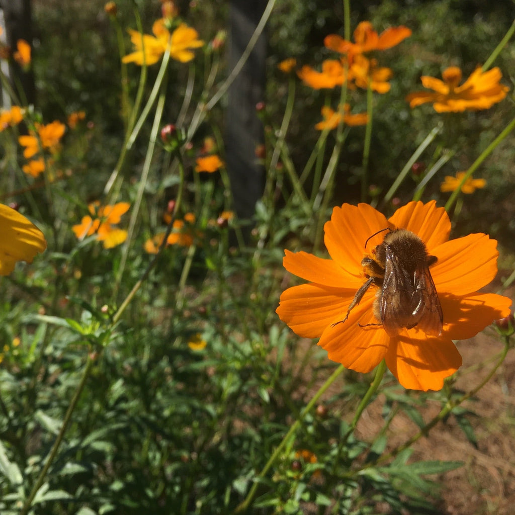 Cosmos