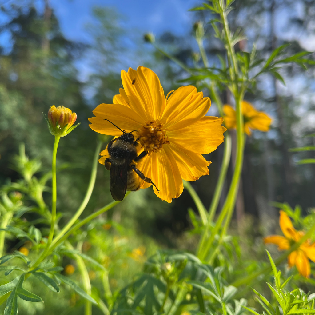 Cosmos