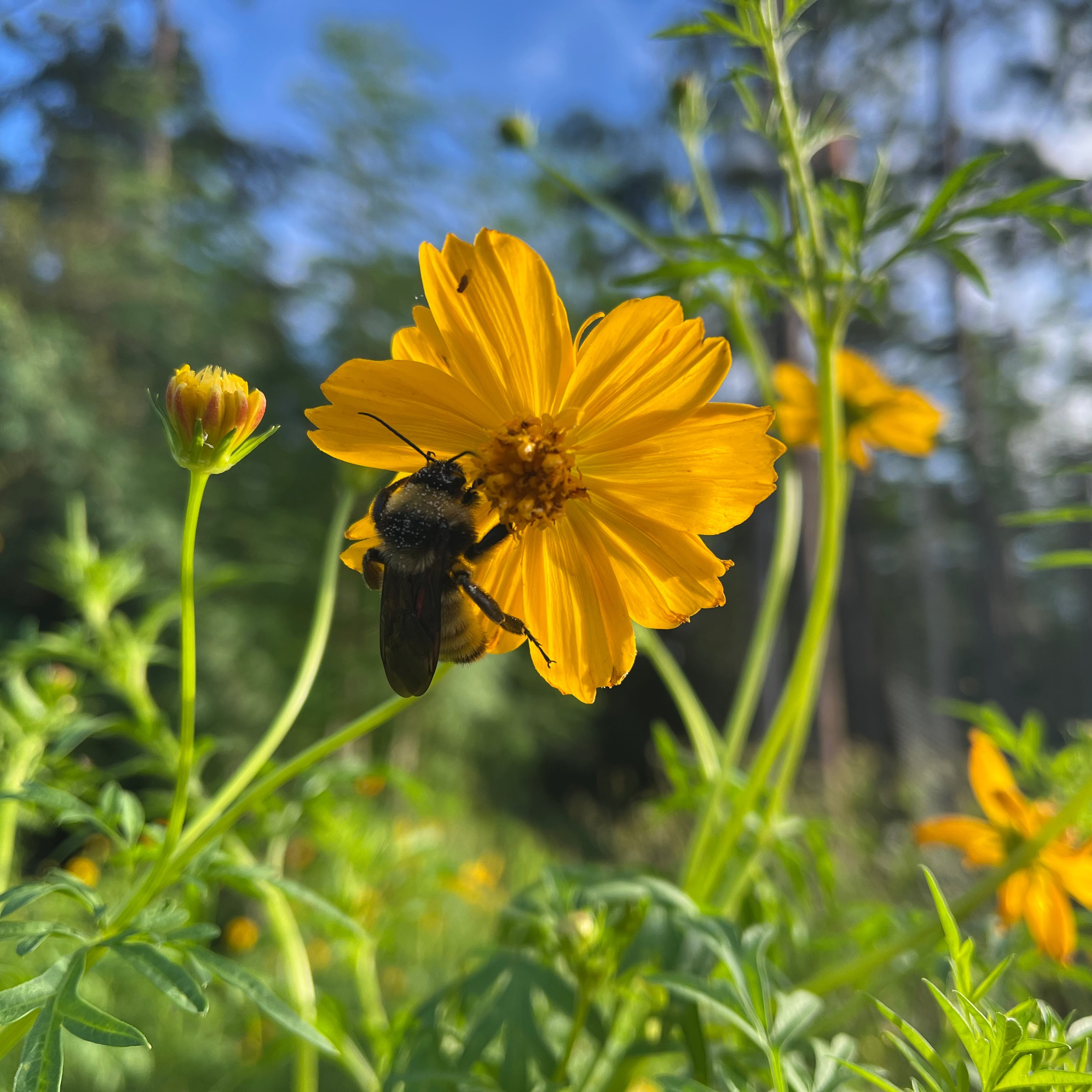 Cosmos
