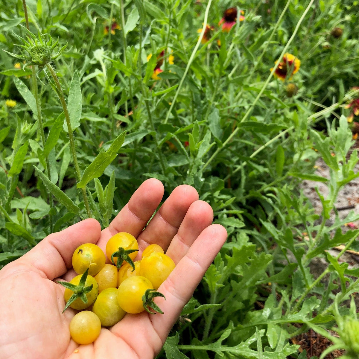 Coyote- Live Plant PRE-ORDER