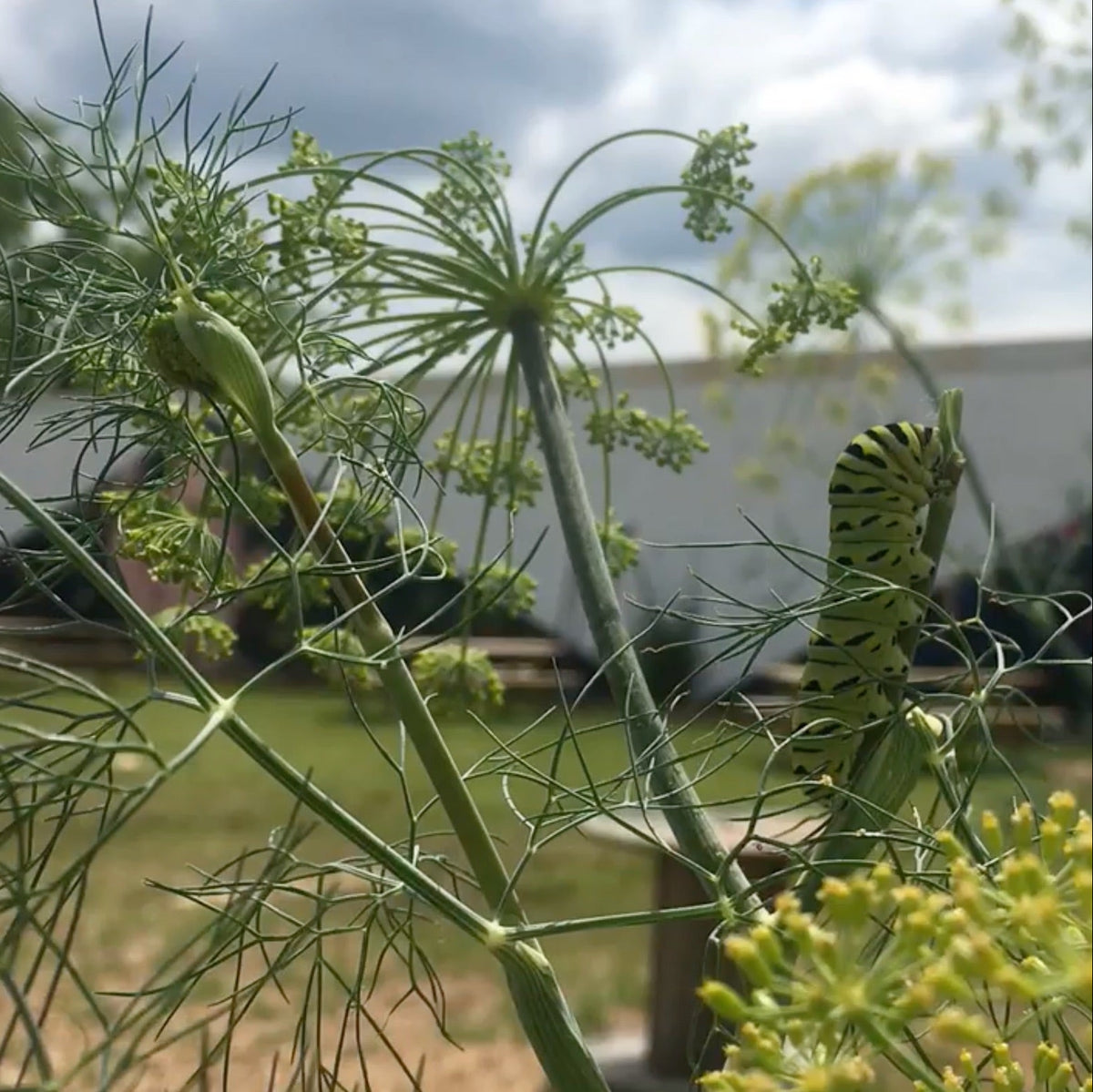 Bouquet Dill