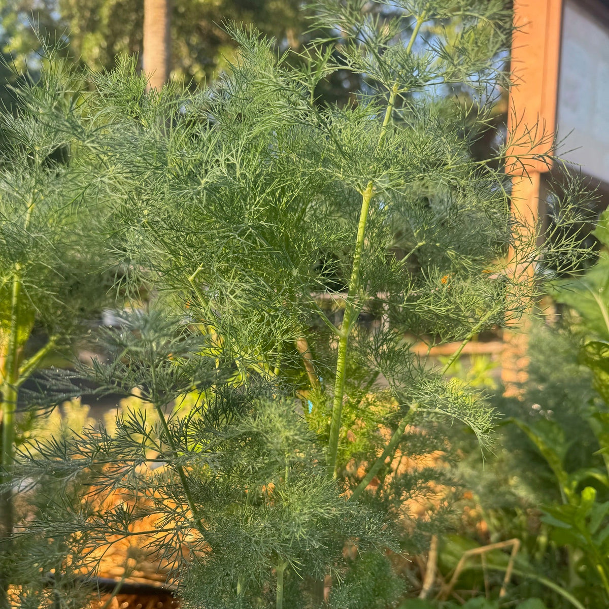 Bouquet Dill