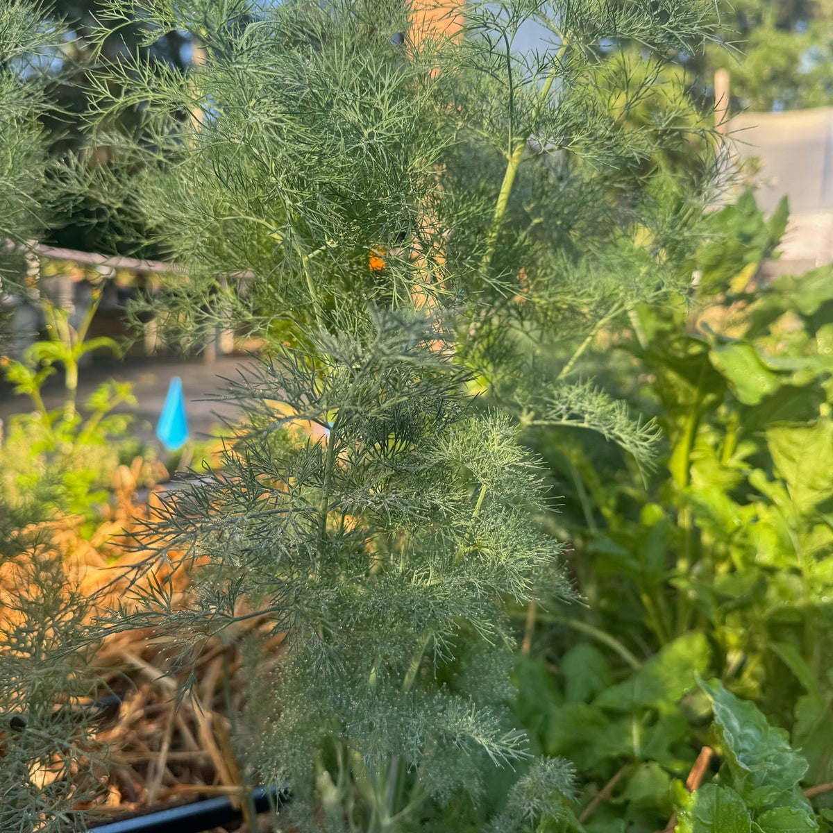 Bouquet Dill