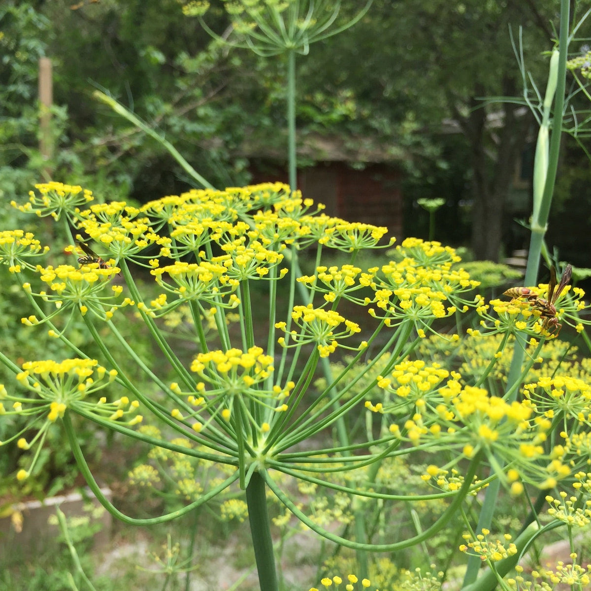 Bouquet Dill