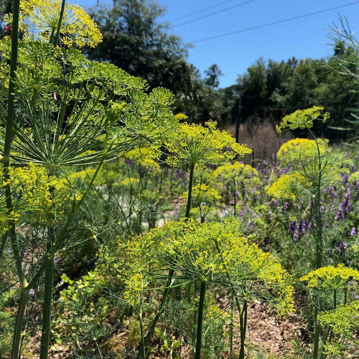 Bouquet Dill