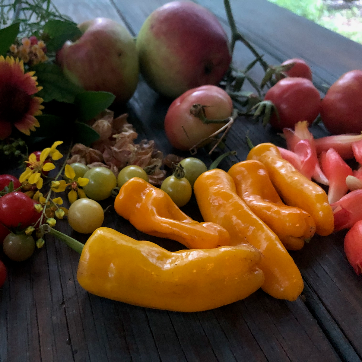 Ditil Datil Hot Pepper