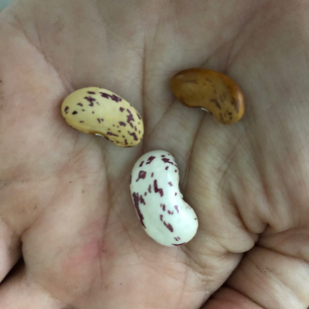 Ed's Flat Italian Heirloom Bean (pole)