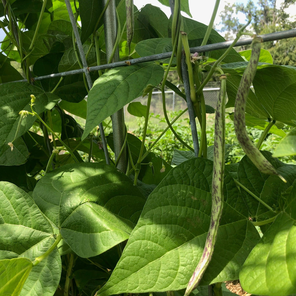 Ed's Flat Italian Heirloom Bean (pole)