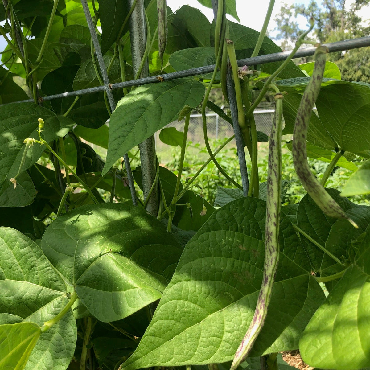 Ed's Flat Italian Heirloom Bean (pole)