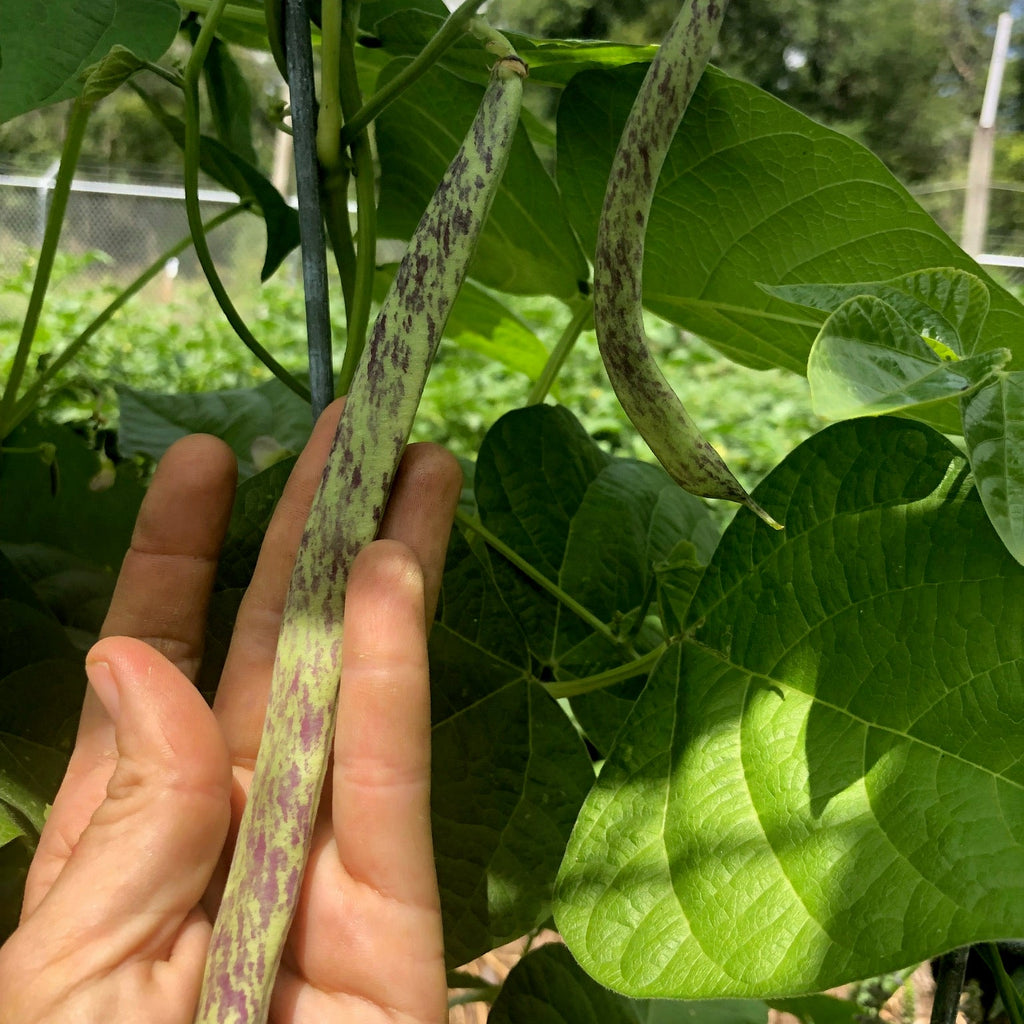 Ed's Flat Italian Heirloom Bean (pole)
