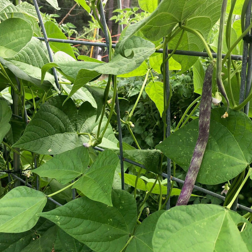 Ed's Flat Italian Heirloom Bean (pole)