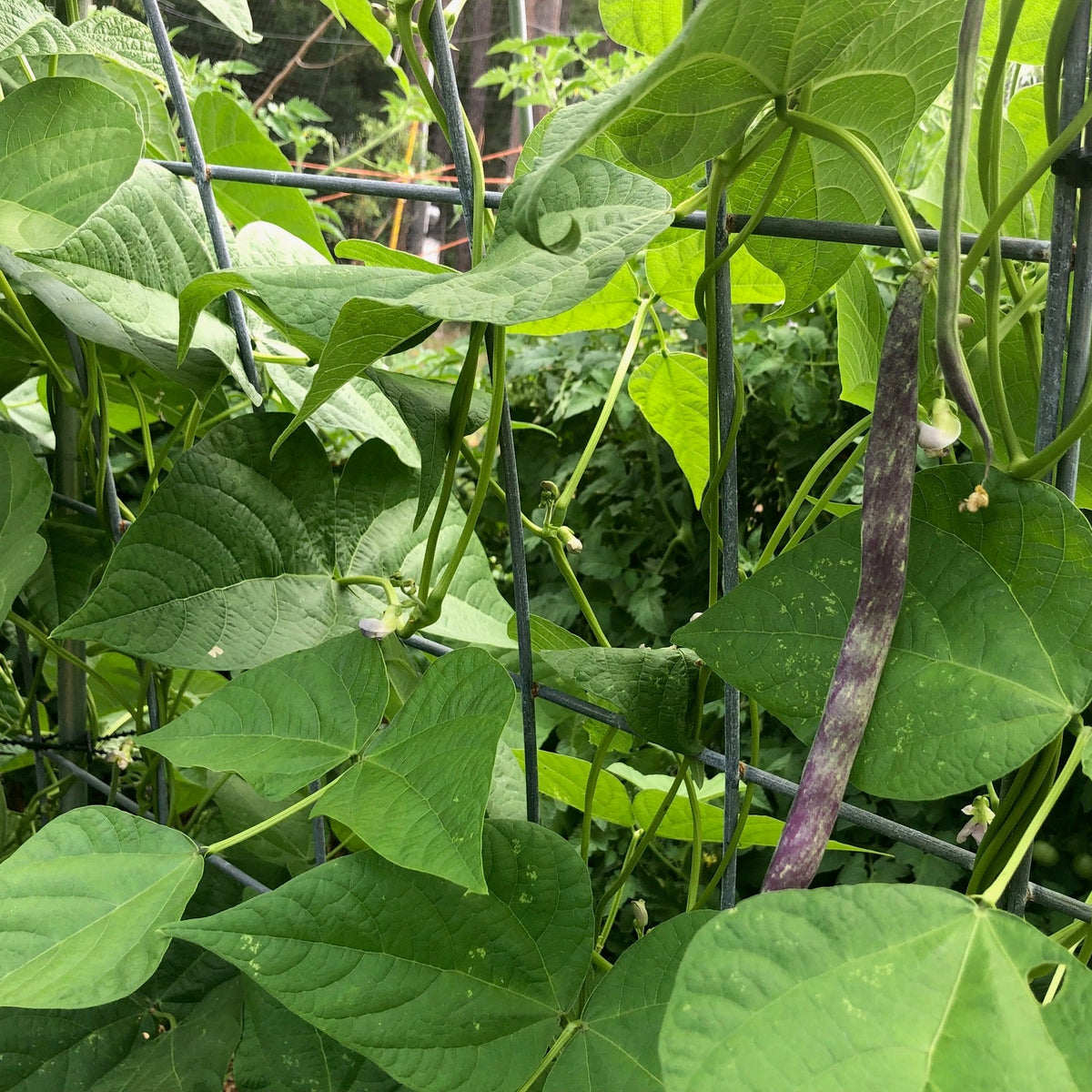 Ed's Flat Italian Heirloom Bean (pole)