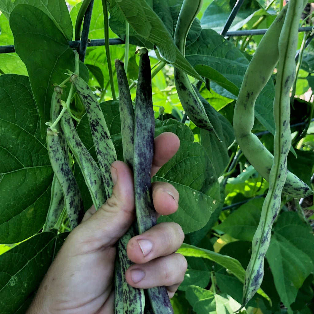 Ed's Flat Italian Heirloom Bean (pole)