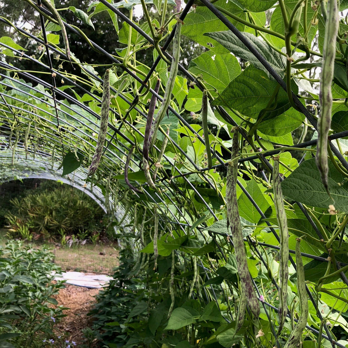Ed's Flat Italian Heirloom Bean (pole)
