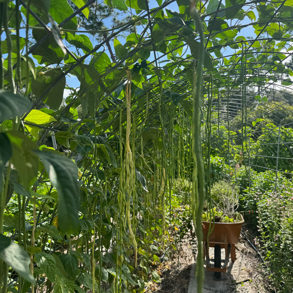 Extra Long Yardlong Bean (pole)
