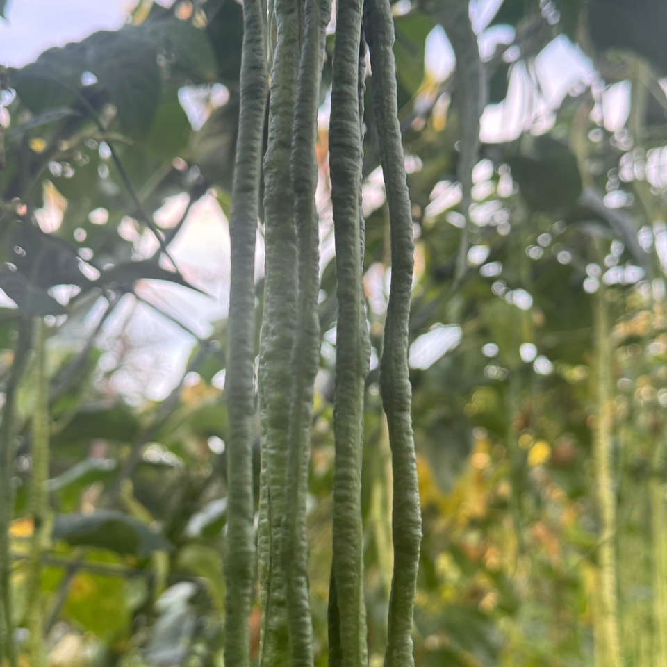 Extra Long Yardlong Bean (pole)