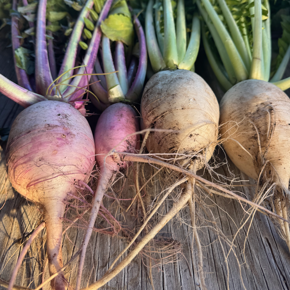 Farmer John's Daikon Radish