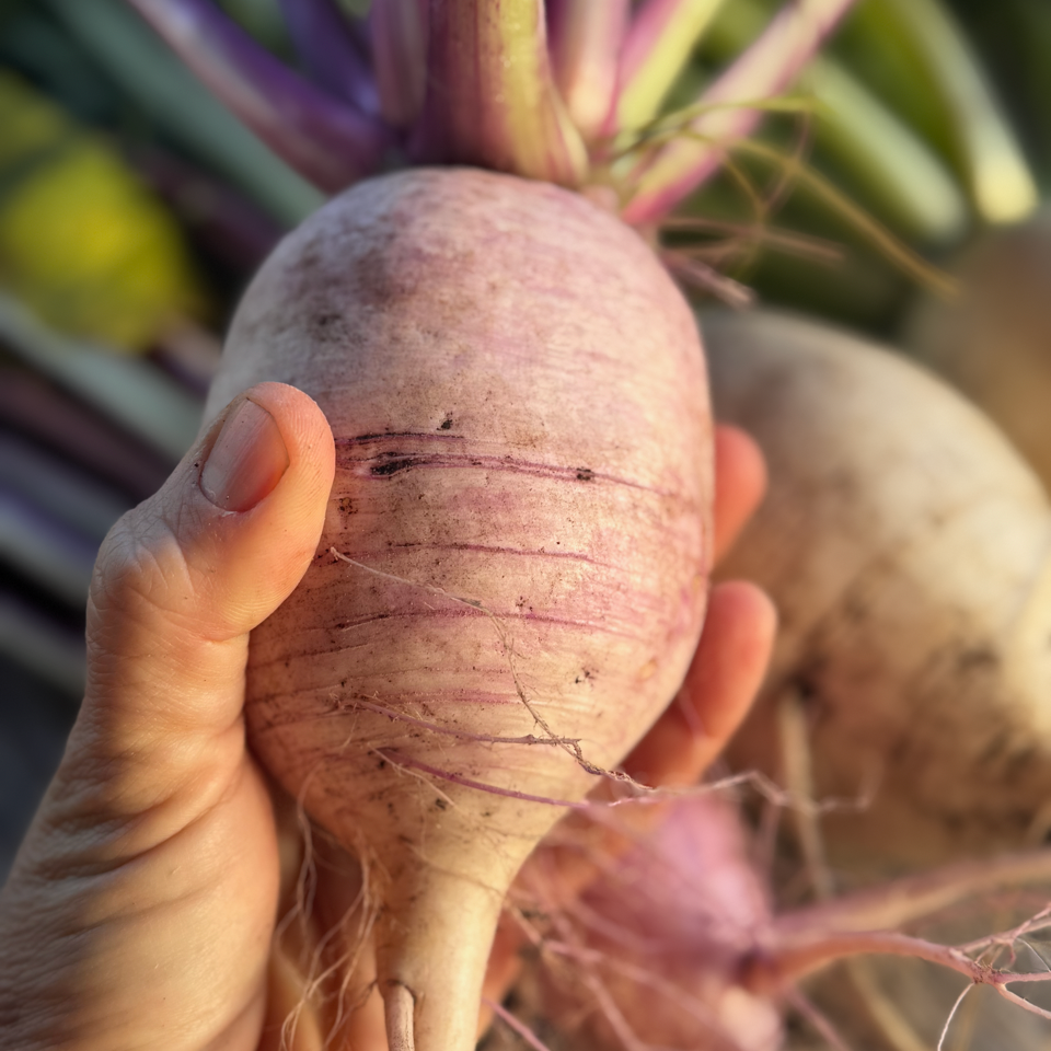 Farmer John's Daikon Radish