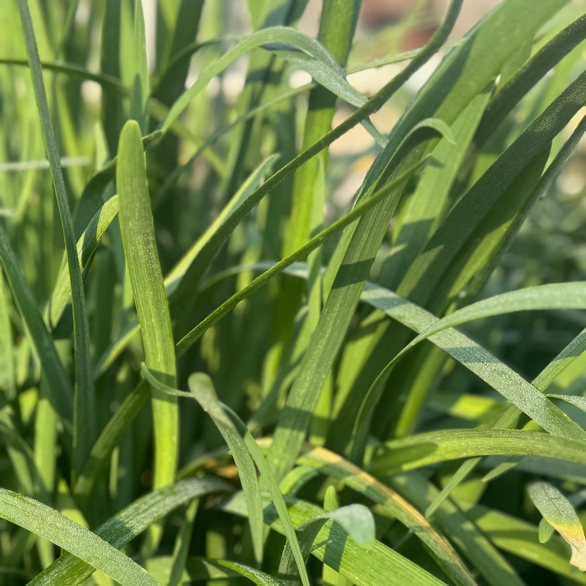 Garlic Chives