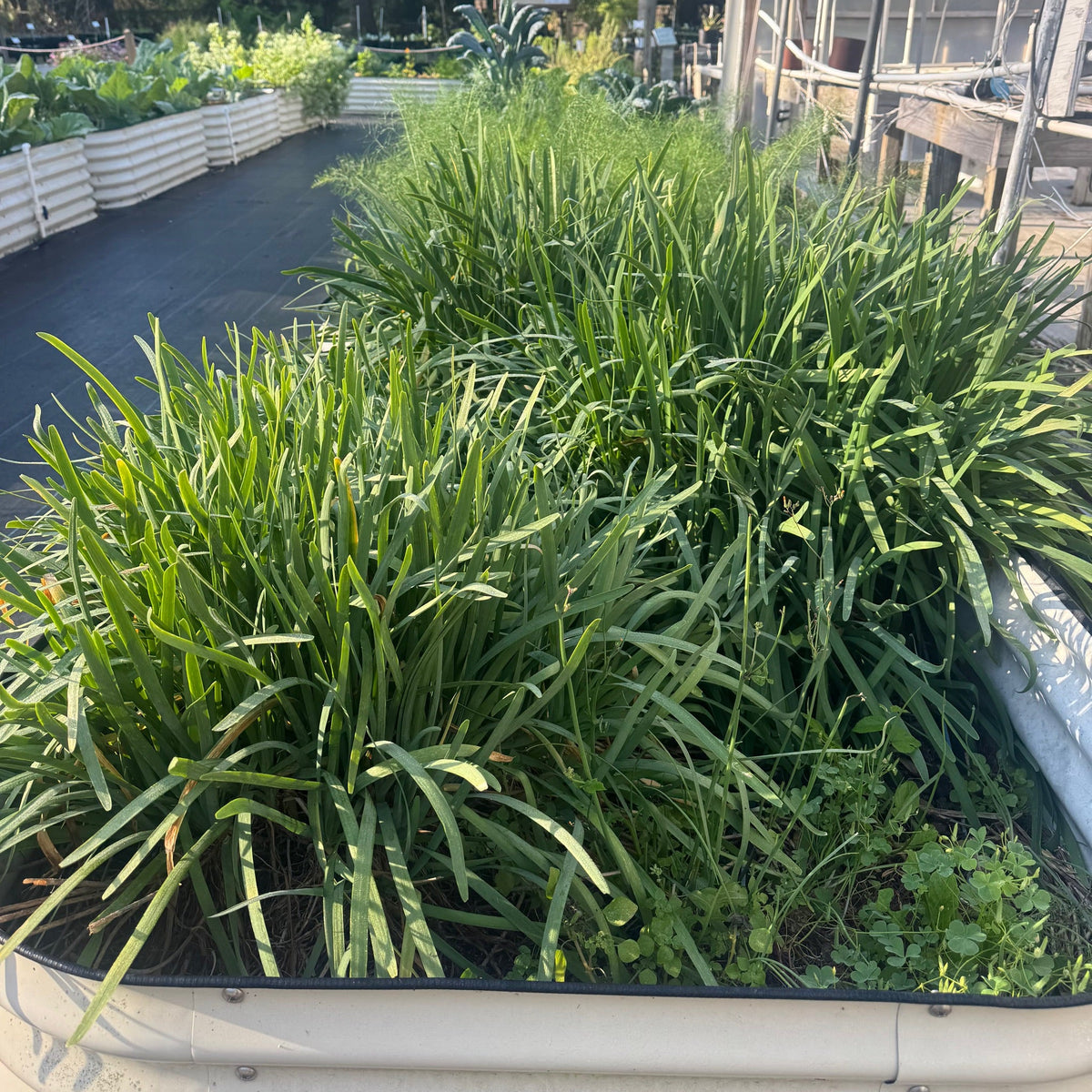 Garlic Chives