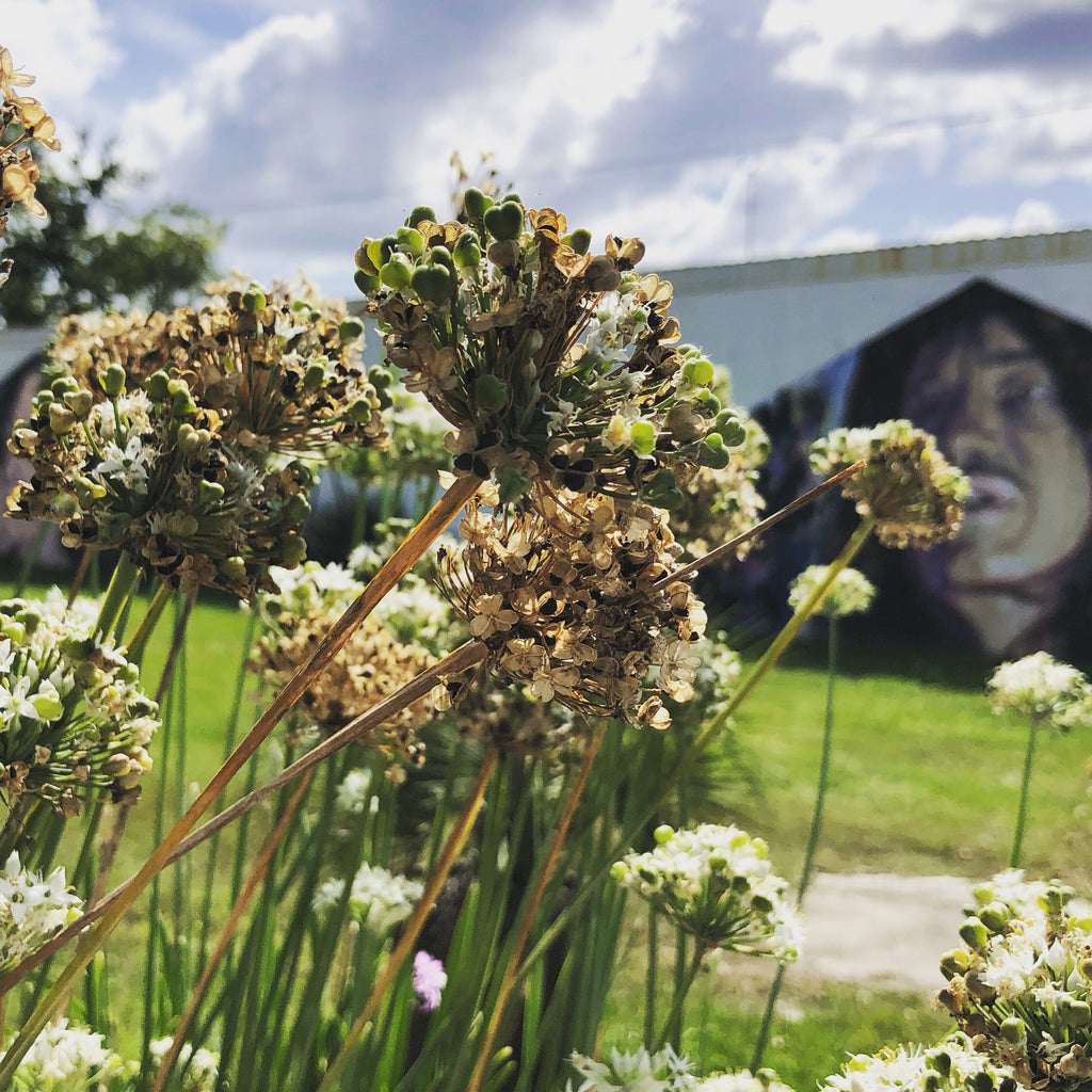 Garlic Chives