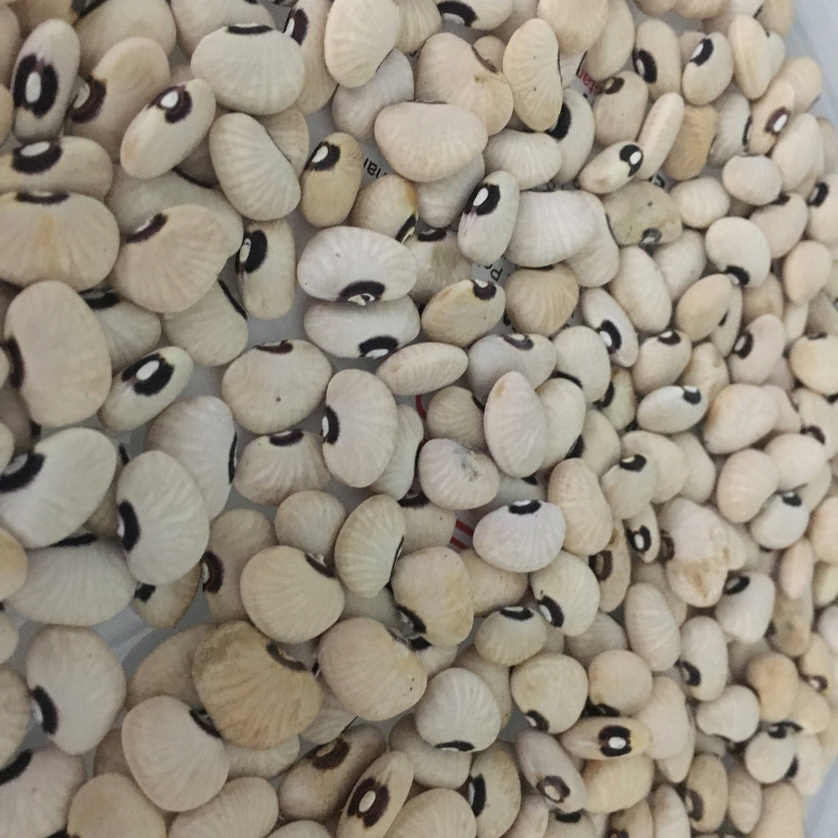 Grandma Ernestine's Lima Bean (pole)