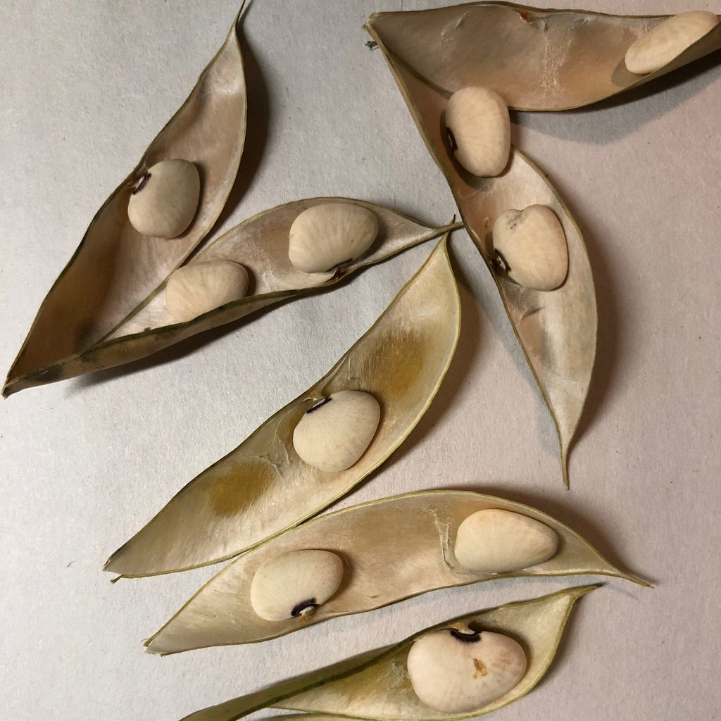 Grandma Ernestine's Lima Bean (pole)