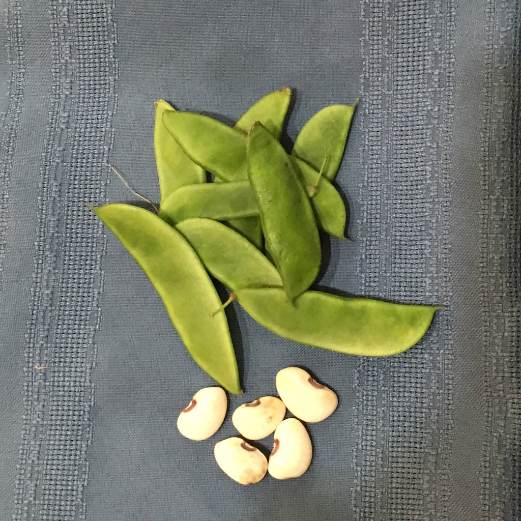 Grandma Ernestine's Lima Bean (pole)