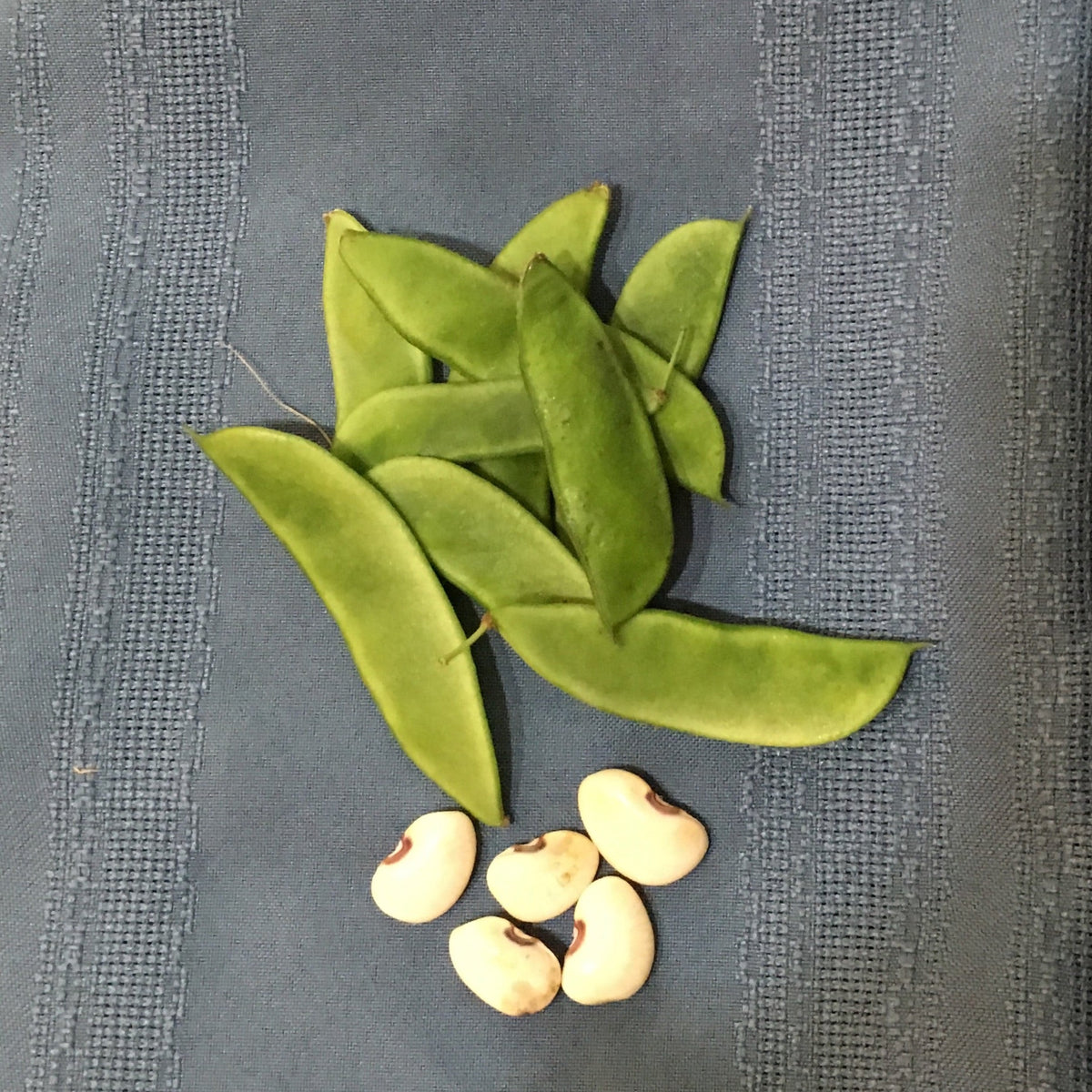 Grandma Ernestine's Lima Bean (pole)