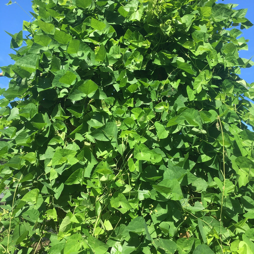 Grandma Ernestine's Lima Bean (pole)