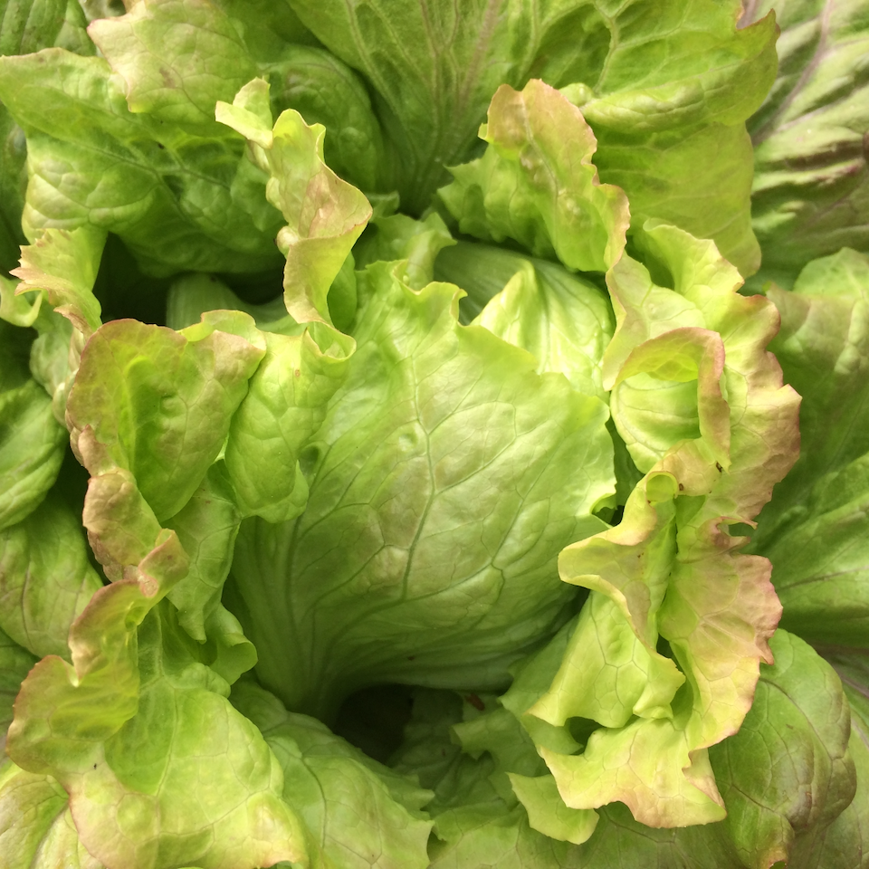 Grandpa Admires Lettuce