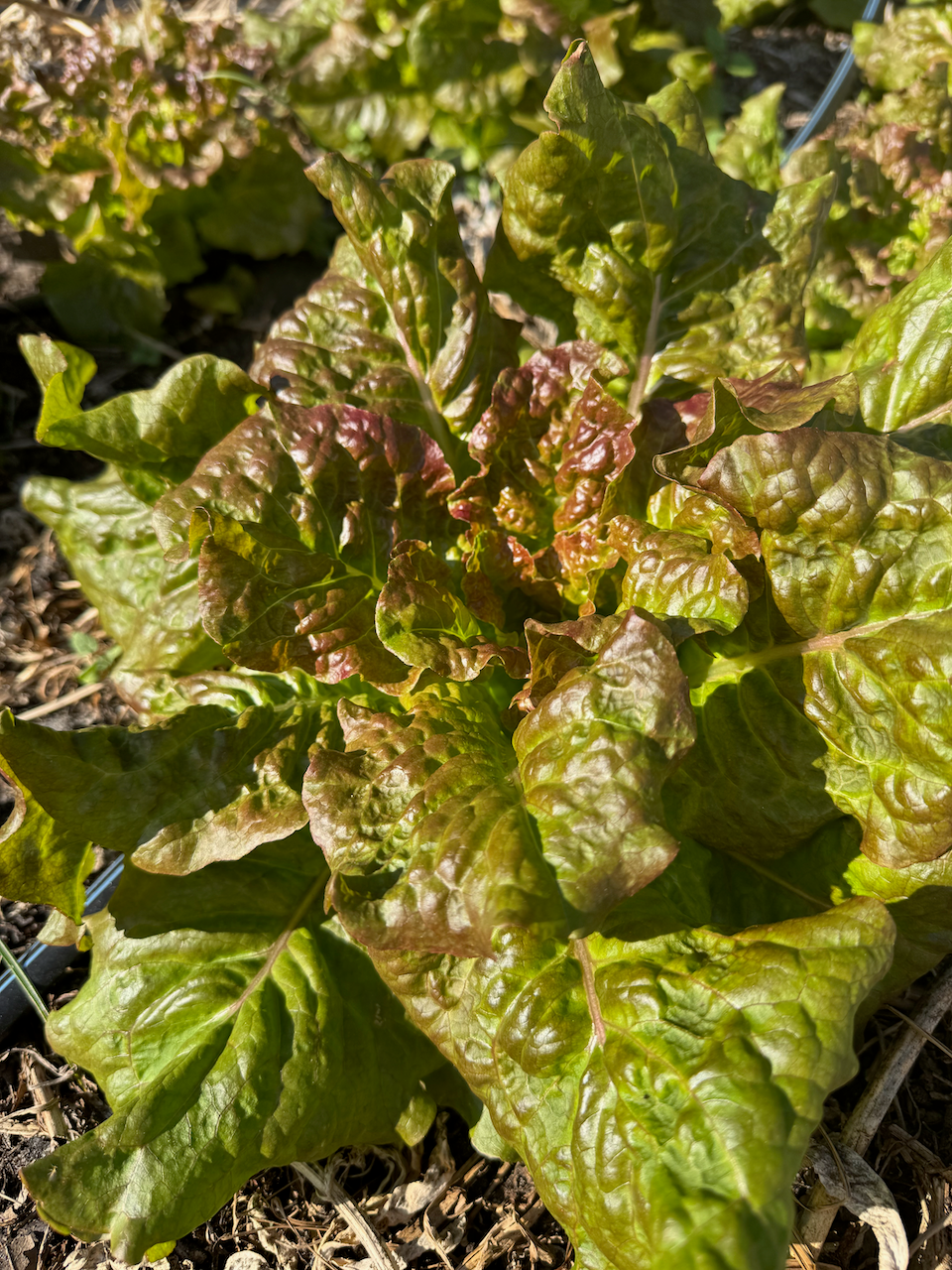 Grandpa Admires Lettuce