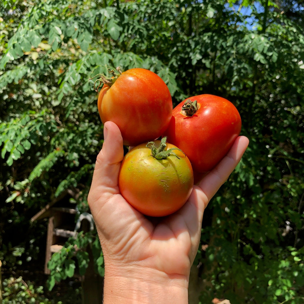 Healani  Tomato