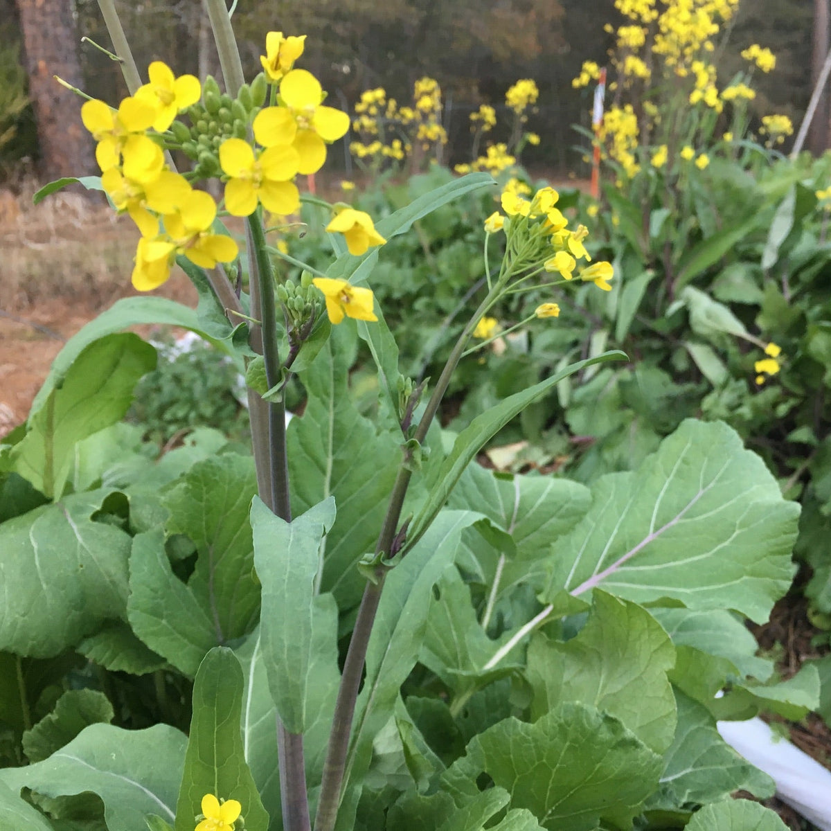 Hon Tsai Tai Flowering Broccoli