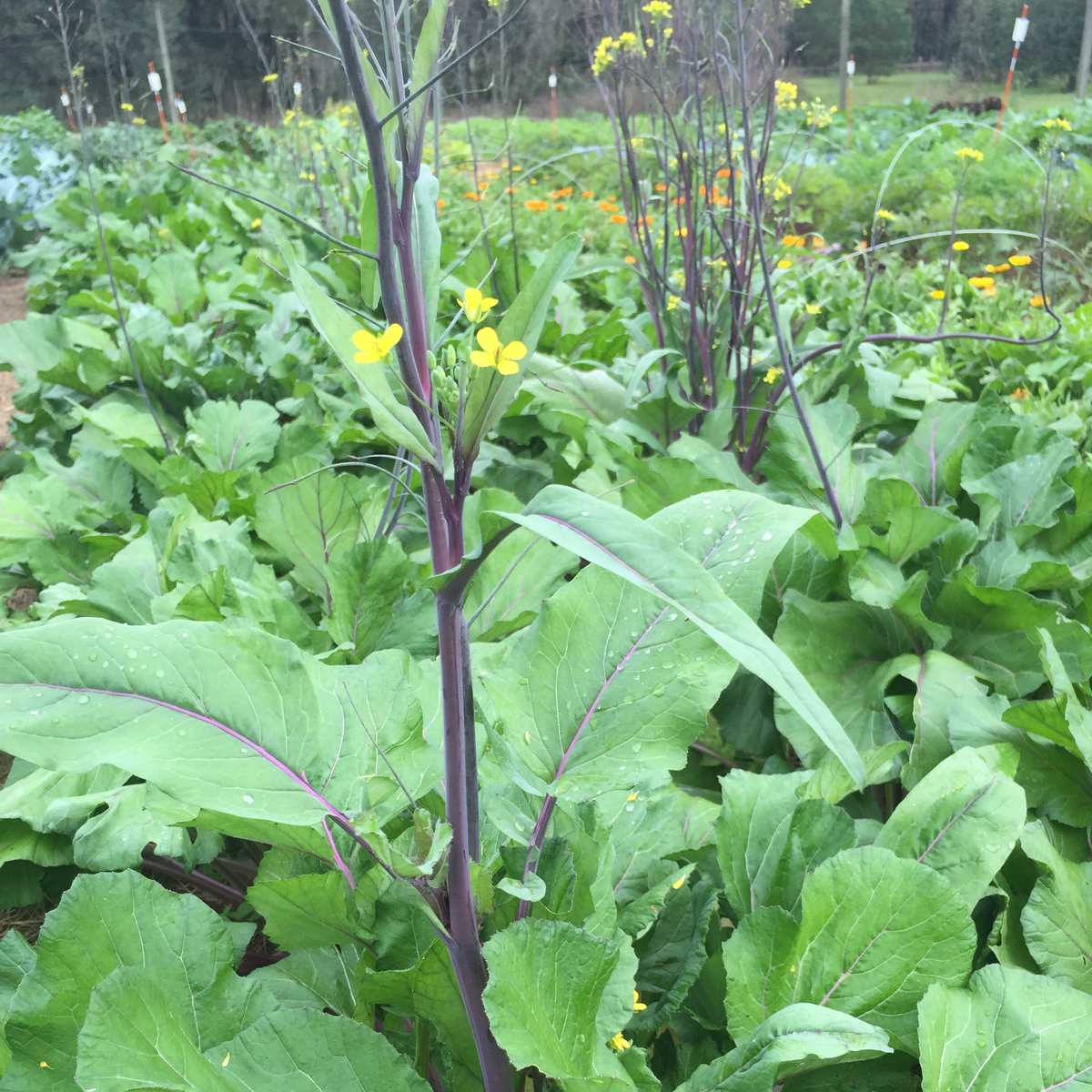 Hon Tsai Tai Flowering Broccoli