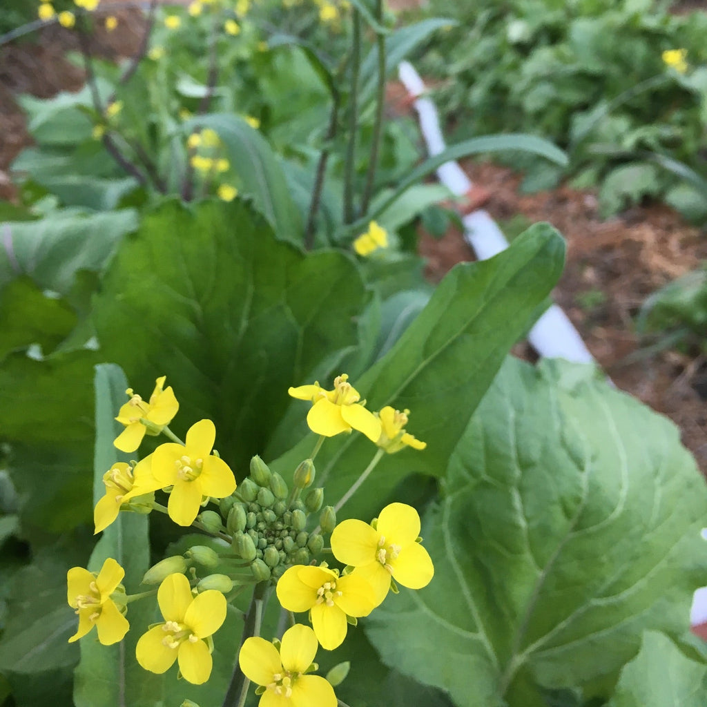 Hon Tsai Tai Flowering Broccoli
