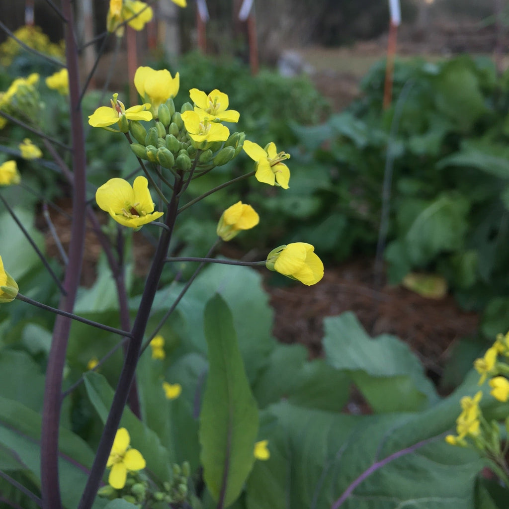 Hon Tsai Tai Flowering Broccoli