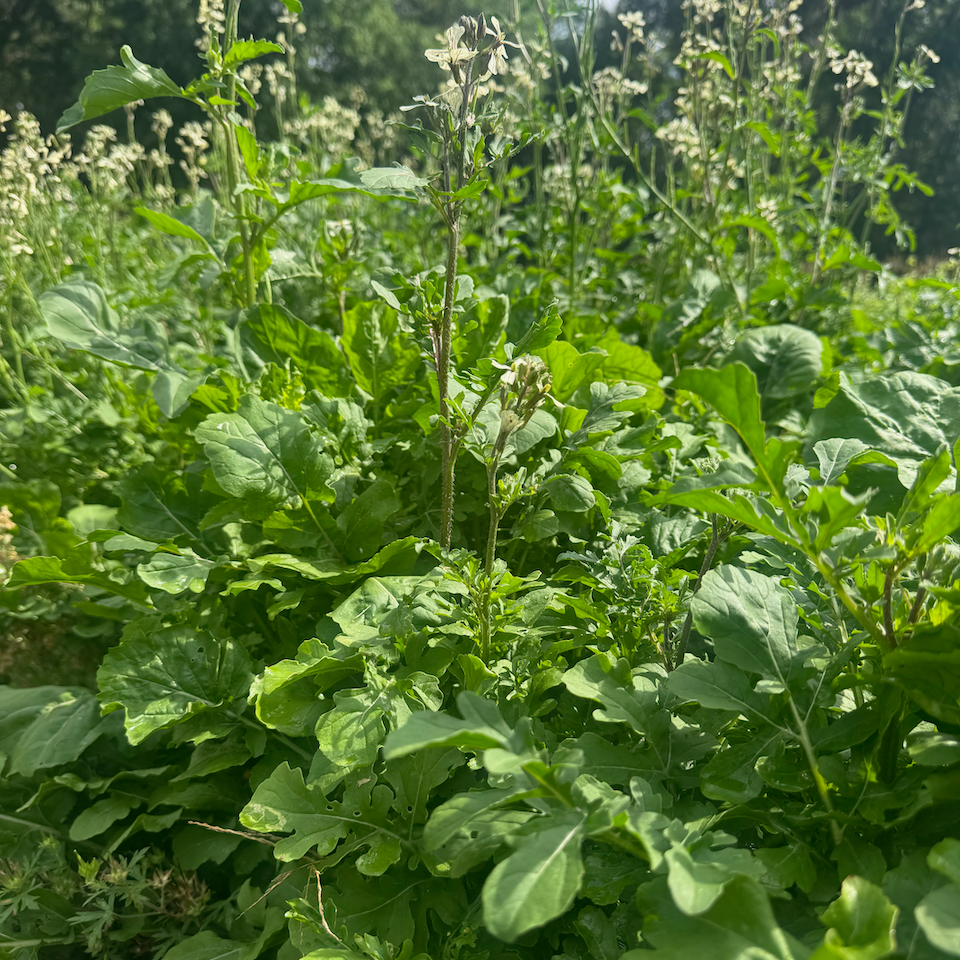 Arugula