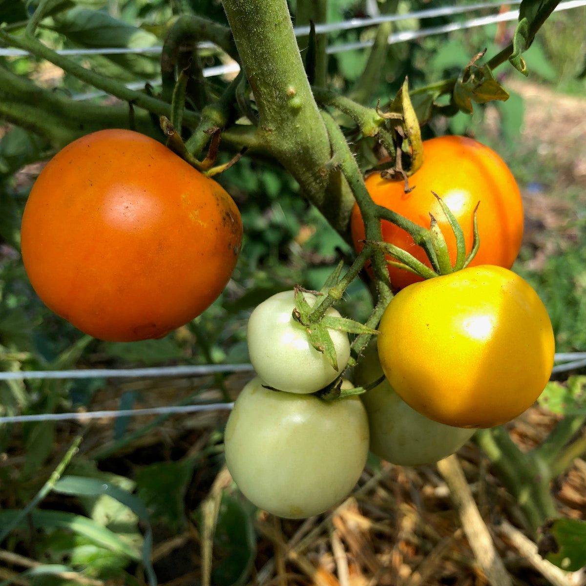 Jaune Flamme- Live Plant PRE-ORDER