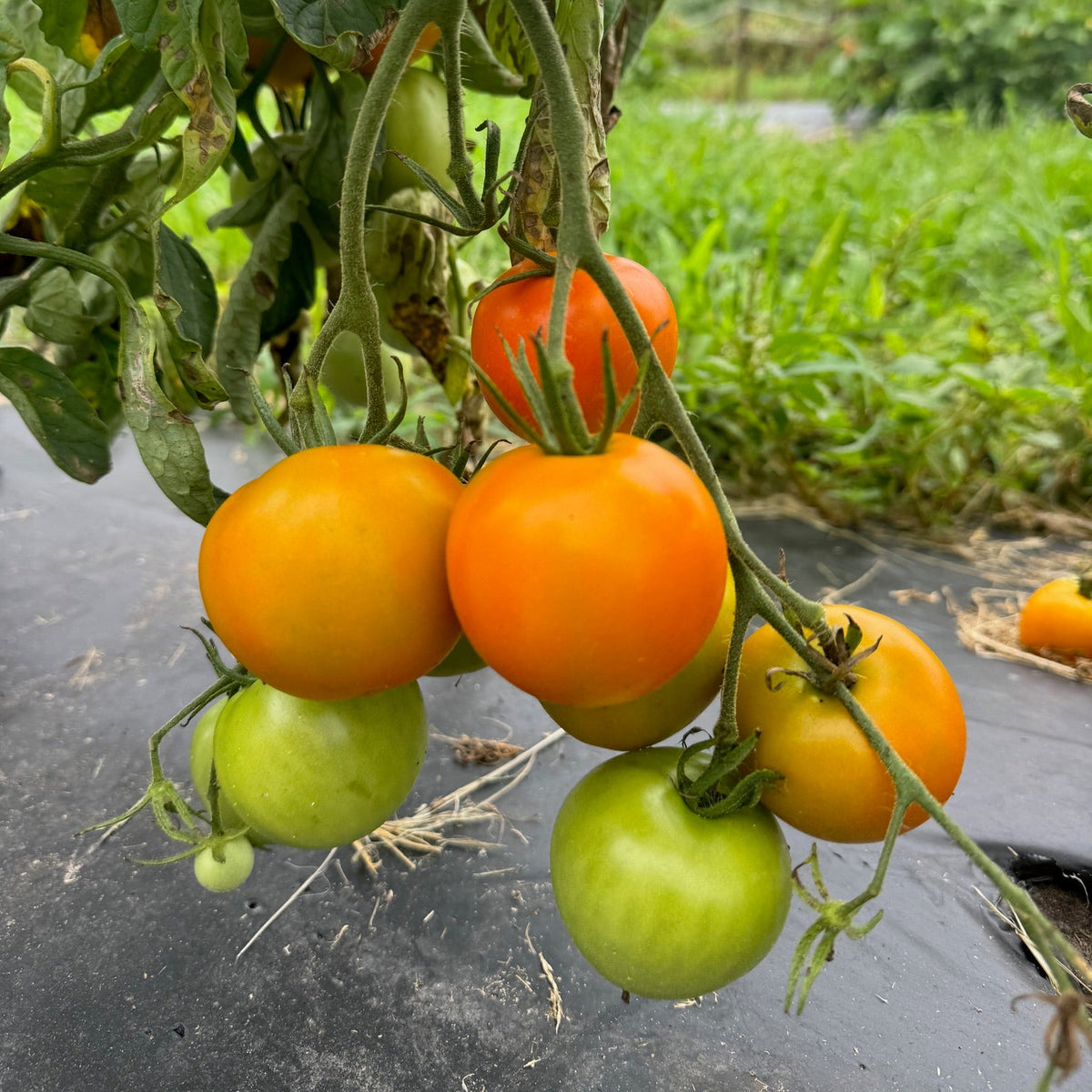 Jaune Flamme- Live Plant PRE-ORDER