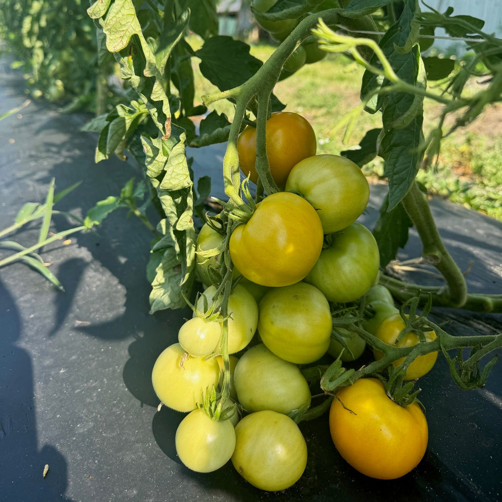 Jaune Flamme  Tomato
